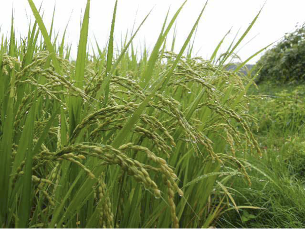 下旬には実りの準備がはじまります