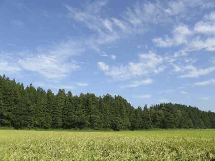 ９月初めにはすっかり首が垂れ下がった稲