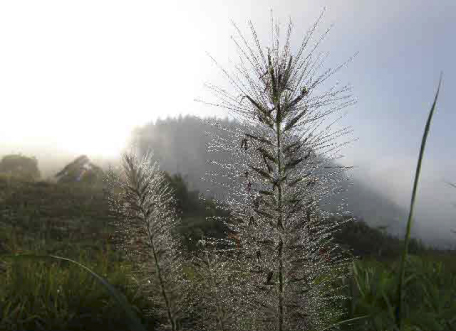 ９月末には深い霧が立ち込める朝が続きます
