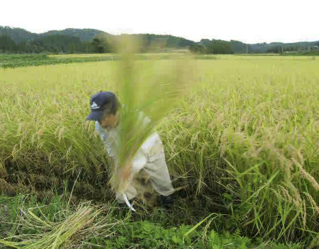 稲刈り