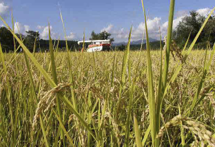稲作りは、この１０月で終焉を迎えます