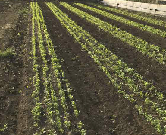 秋からスタートするパクチー