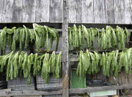 雪に覆われる前に収穫物の保存