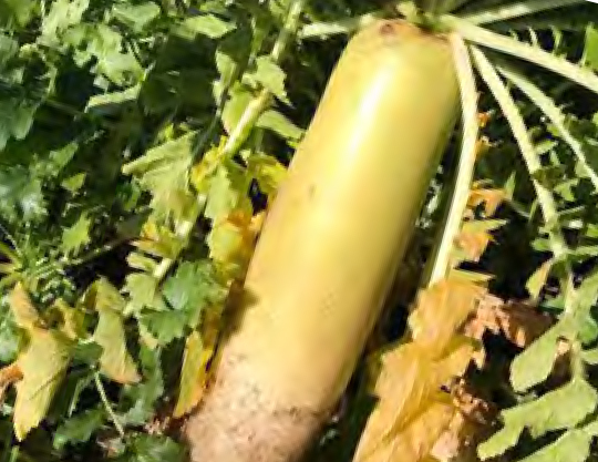 「旬」の力を借りて体はあたたかく元気に！