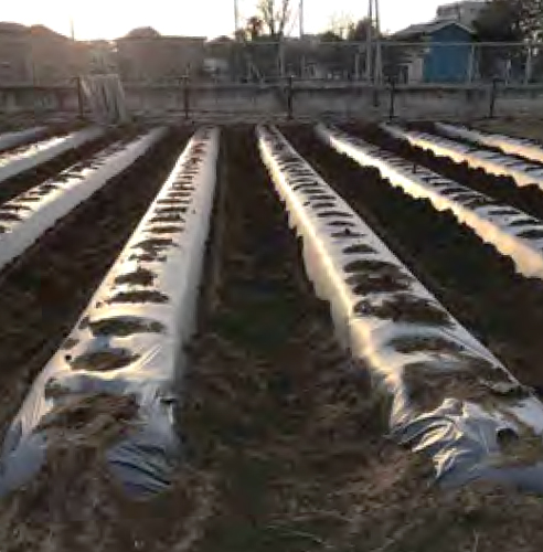 夏野菜の種まきを行いました