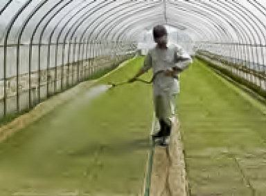 “苗管理の様子