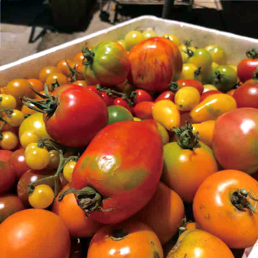 猛暑にも負けず実ってくれているトマトたち