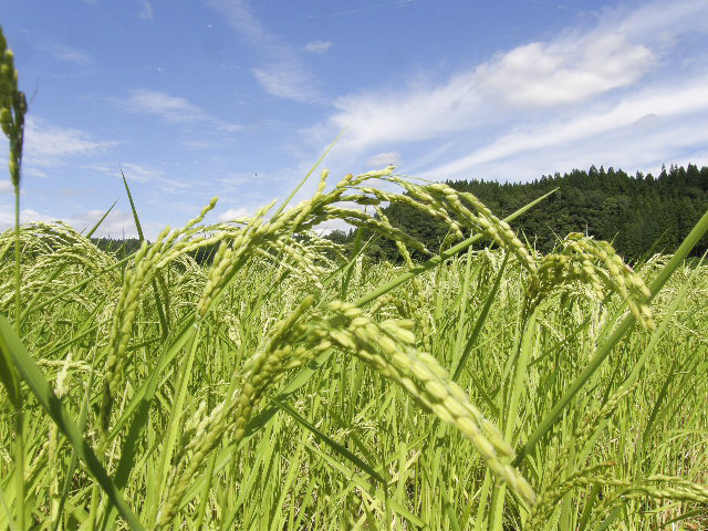 まだ青い青い田んぼ