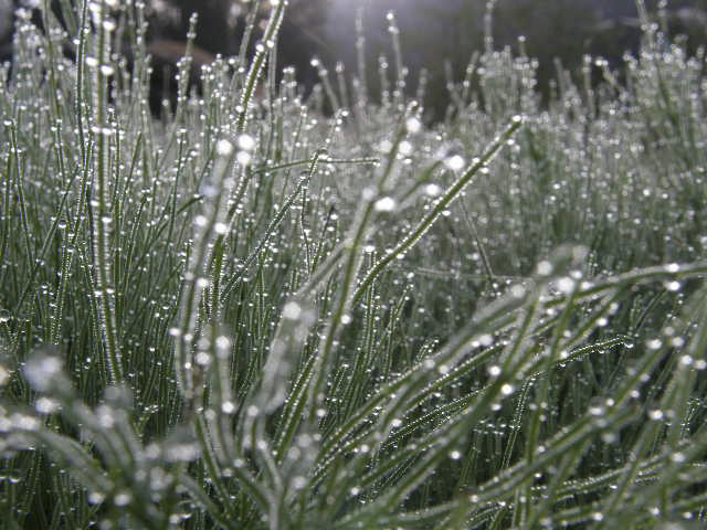 里は深い朝霧に包まれるようになります