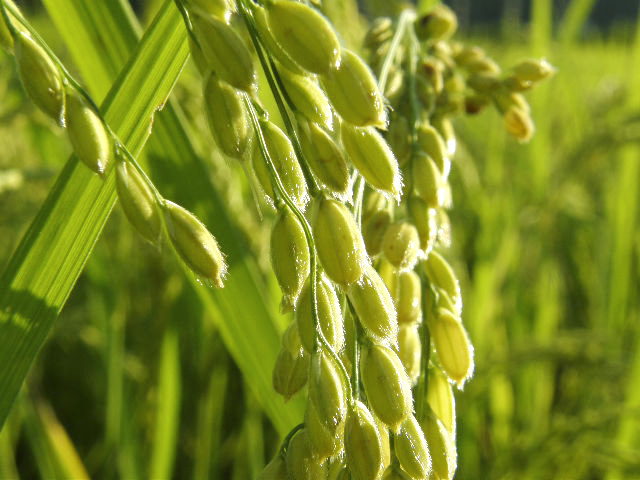 稲刈りまでもう少し