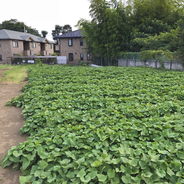 さつまいも、里芋はとても順調です