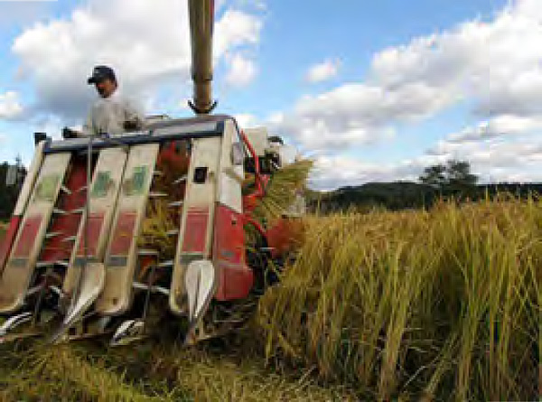 稲刈り漬の始まり