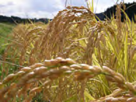 稲刈り漬の始まり3