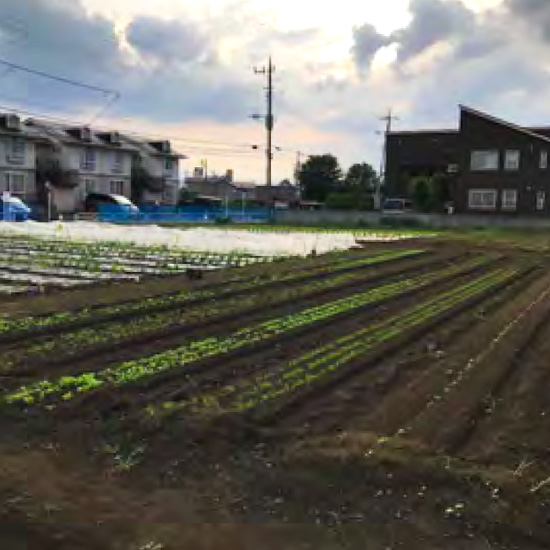 畑は冬の準備で播種に育苗の時期