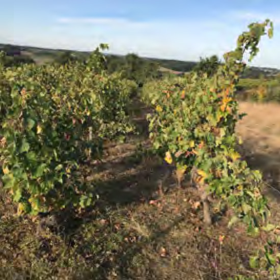 さフランスの自然栽培の畑に研修に行きました