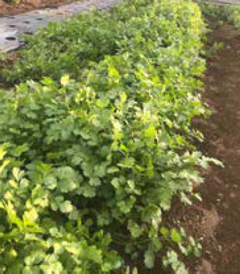 畑は冬の準備で播種に育苗の時期