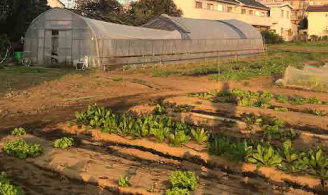 さフランスの自然栽培の畑に研修に行きました