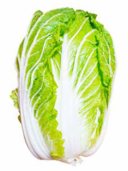 白菜