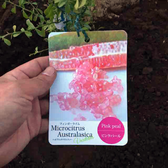 フィンガーライムの種