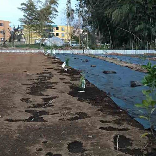 収穫が楽しみです