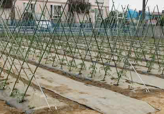 畑は夏の準備中