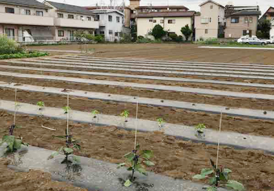 畑は夏の準備中2