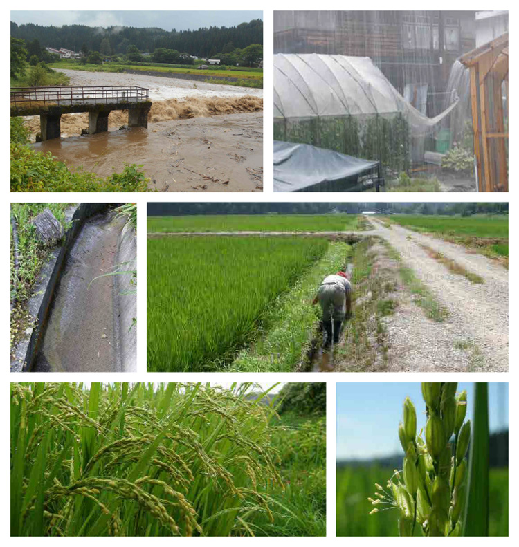 ８月の百姓仕事