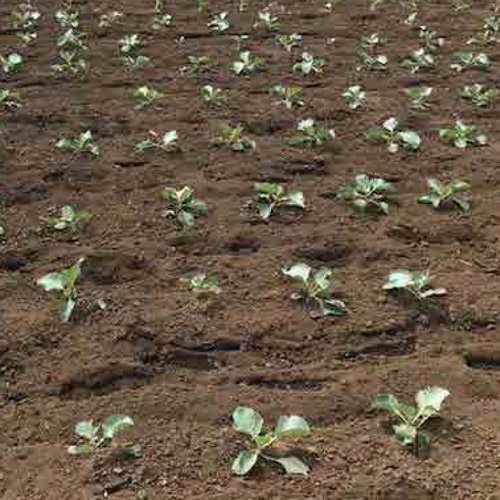 冬野菜の芽吹き