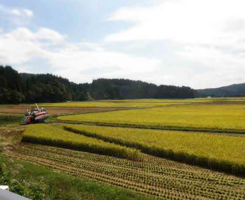 １０月は稲刈り