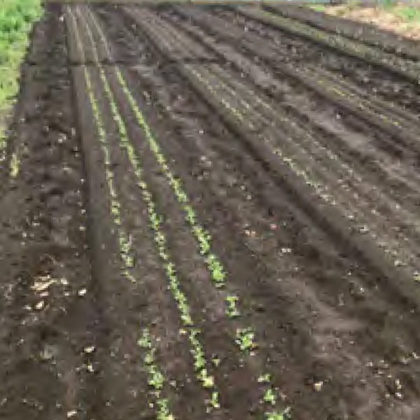 12月の畑の様子2