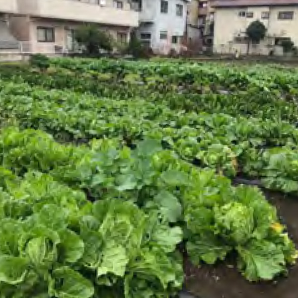 12月の畑の様子3