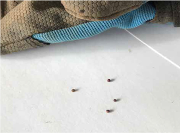 1月の畑の様子1