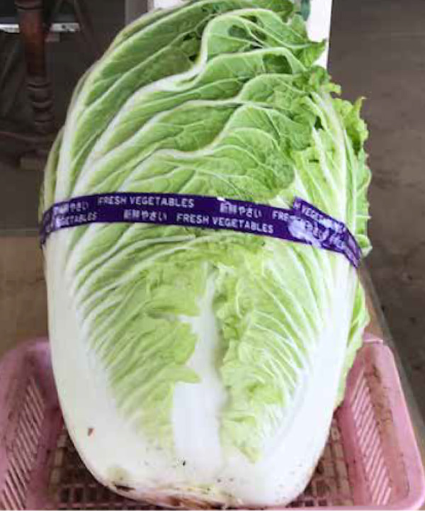 1月の畑の様子2