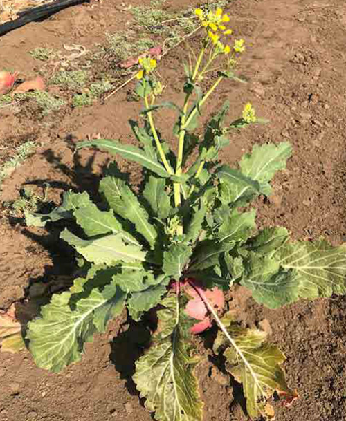 3月の畑の様子 2