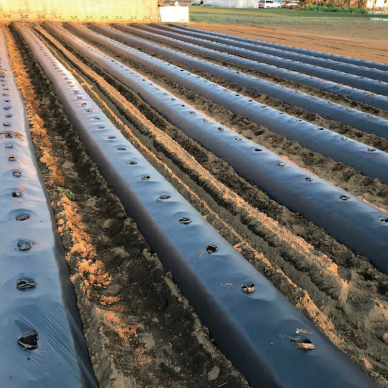 4月の畑の様子 2