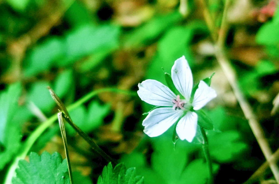 人のその道 番外編 Endless March 56-1