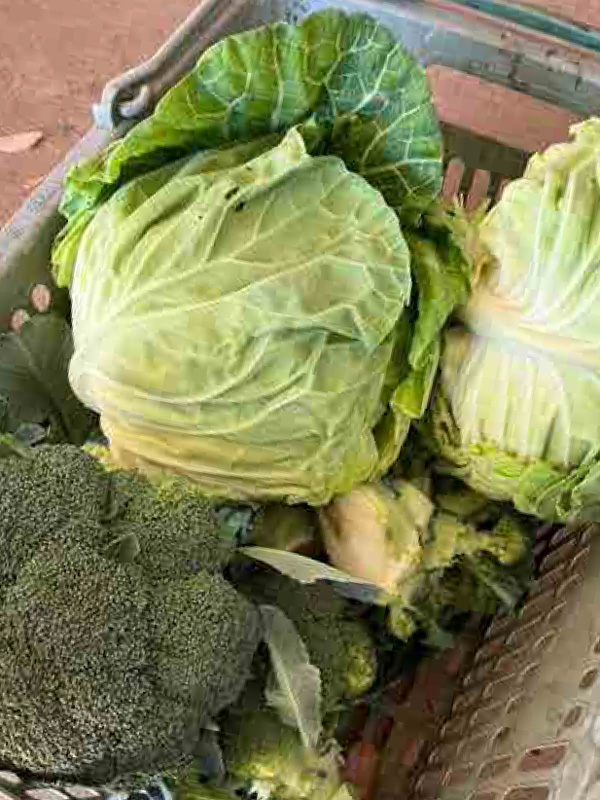 ブロッコリーとキャベツの収穫