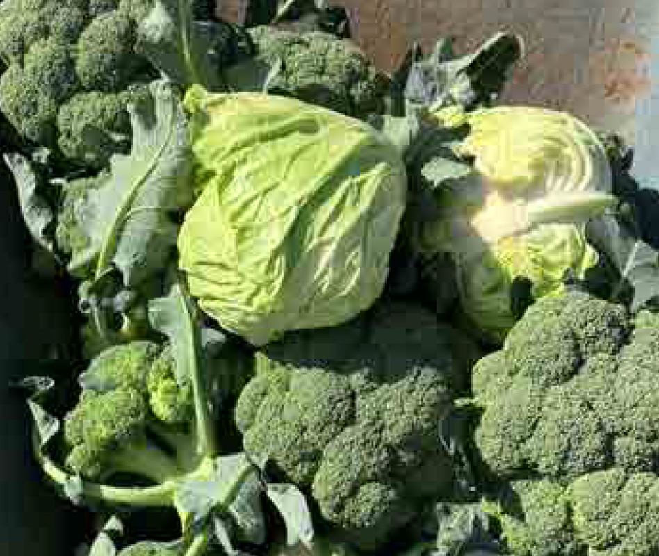 ブロッコリーとキャベツの収穫