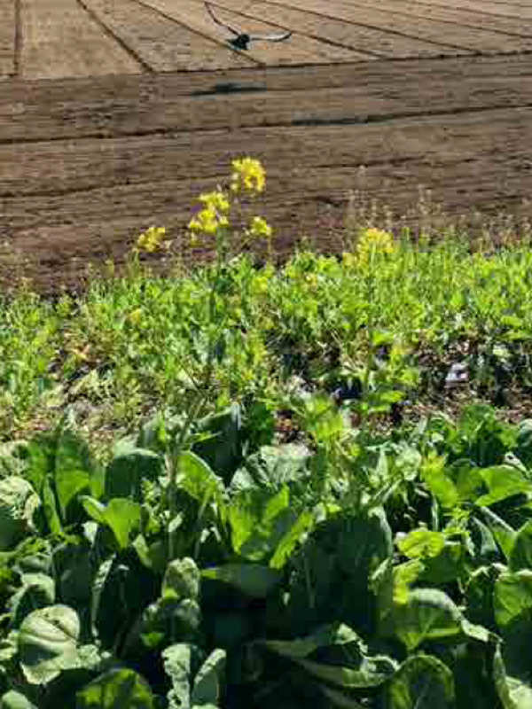 端境期ど真ん中、畑もがらんとして獲れるものは菜花ばかり