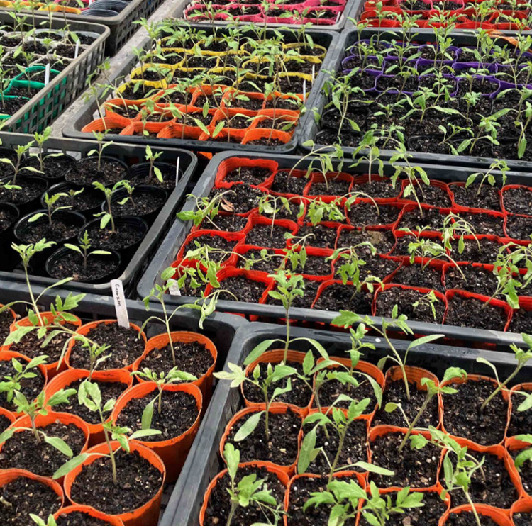 先付け準備や後片付けに追われる日々