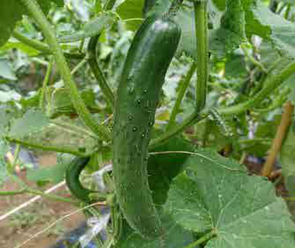 「 きゅうり 」