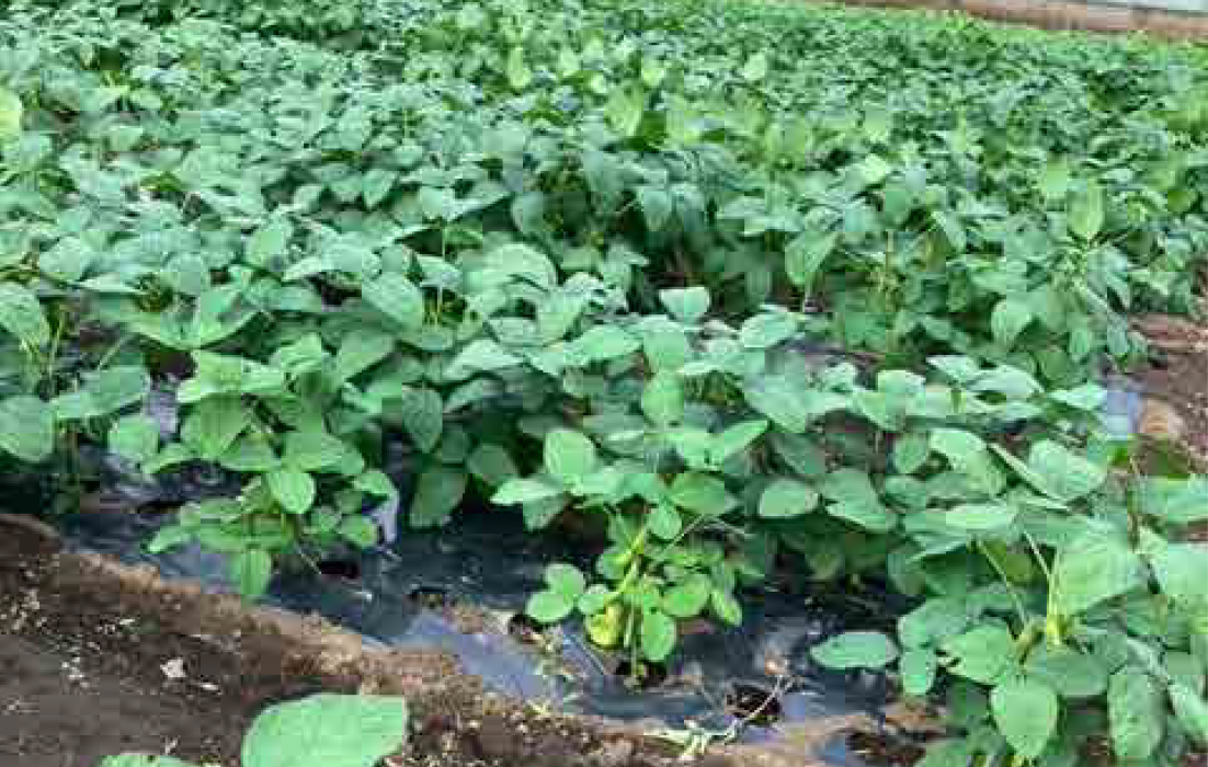 今年の枝豆は、香りの豆という印象です。