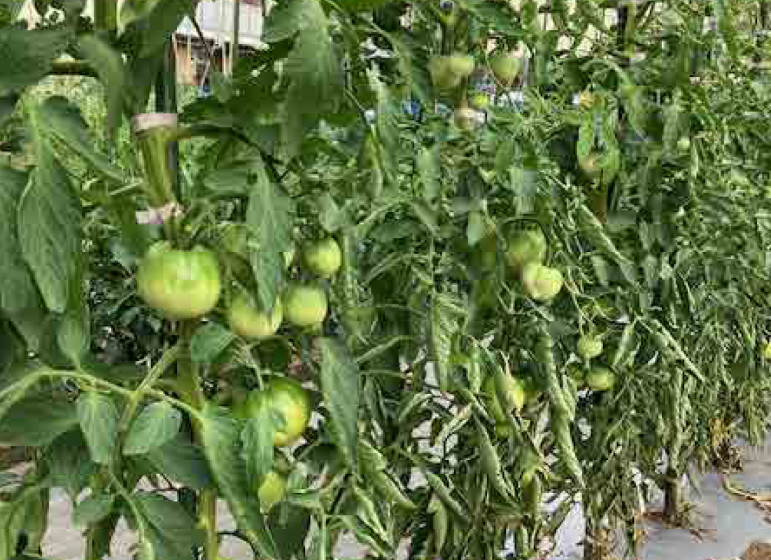 ７月頃から本収穫の見込み