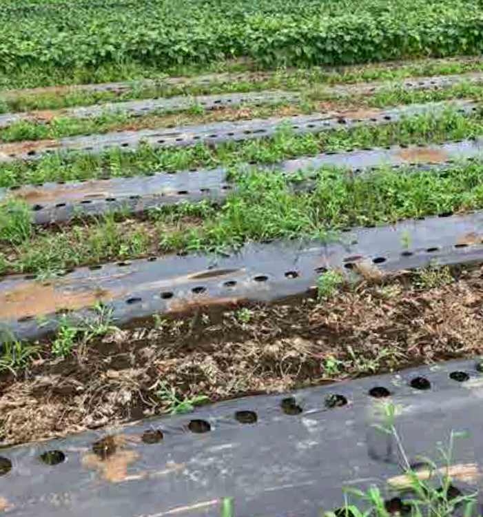 今年の野菜の状態は、大不作・・・。