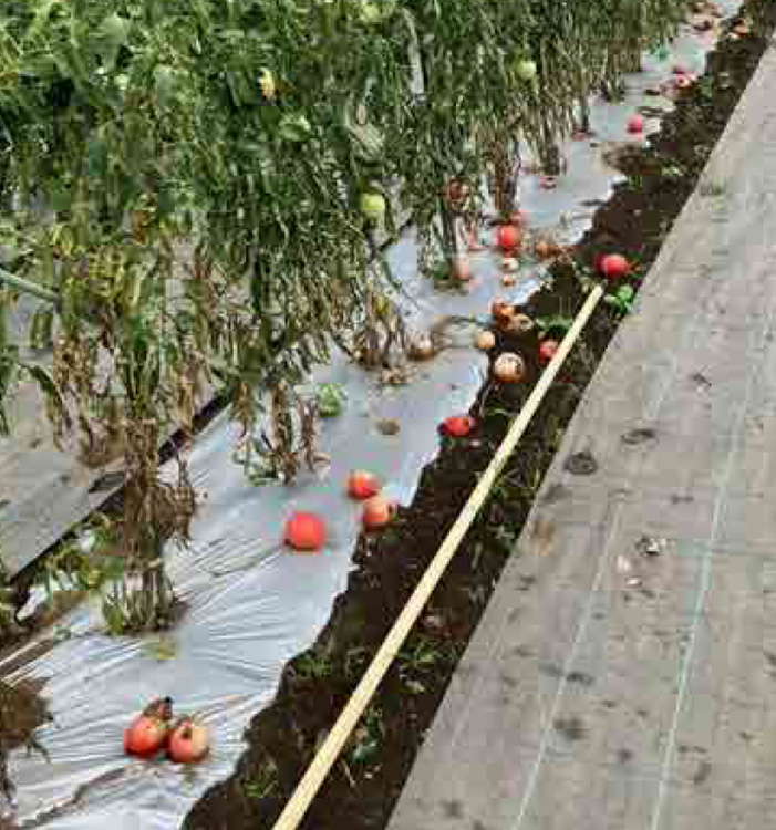 トマトは1/3ほど