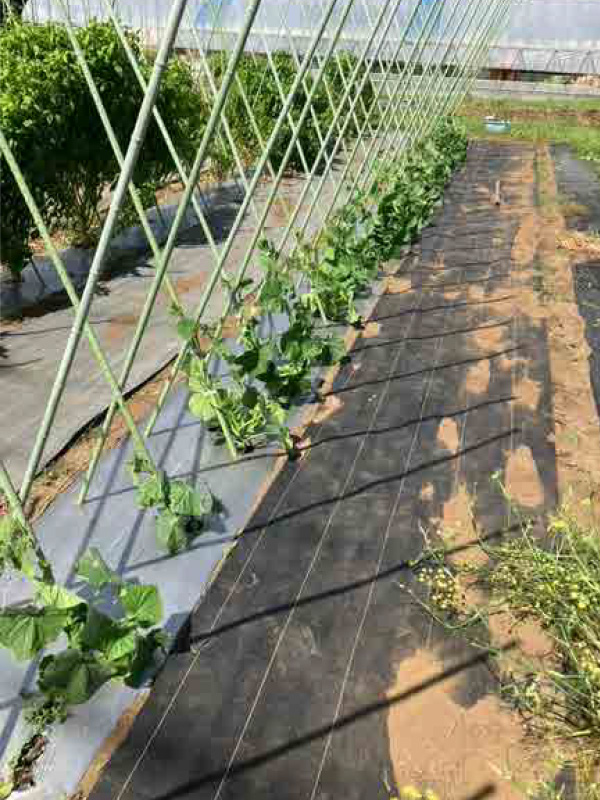 小さな苗がヒョコヒョコ畑に植っているのは可愛い