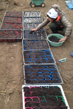 苗づくりの様子