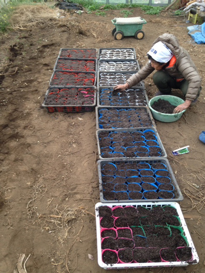 苗づくりの様子