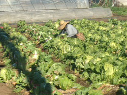 白菜の収穫