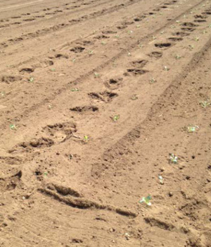 ブロッコリー・キャベツ畑